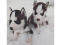 chiot-husky-small-1