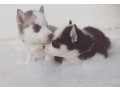 chiot-husky-small-0