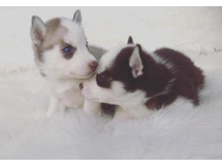 Chiot Husky