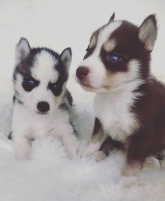 chiot-husky-big-2