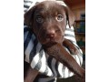 chiot-labrador-chocolat-a-vendre-small-0