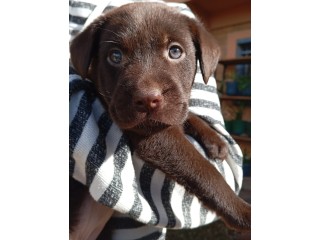 Chiot Labrador chocolat à vendre