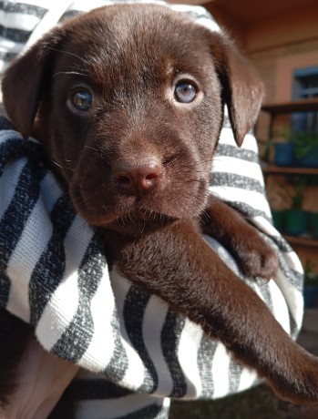 chiot-labrador-chocolat-a-vendre-big-0