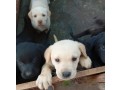 chiots-labrador-a-vendre-small-0