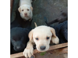 Chiots Labrador à vendre