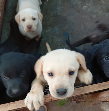 chiots-labrador-a-vendre-big-0